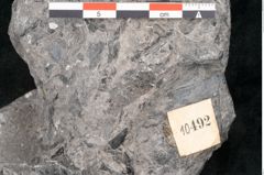 Foto (Detailansicht) von Taeniopteris haidingeri Ettingshausen (NHMW-GEO-2024-0188-10492)